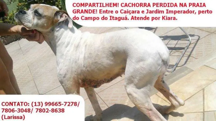 Cachorro ra a Boxer idade 6 ou mais anos nome Kiara