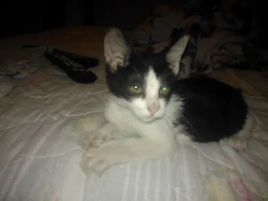 Gato ra a sem raça  idade Abaixo de 2 meses nome madruguinha