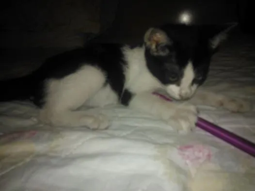 Gato ra a sem raça  idade Abaixo de 2 meses nome madruguinha