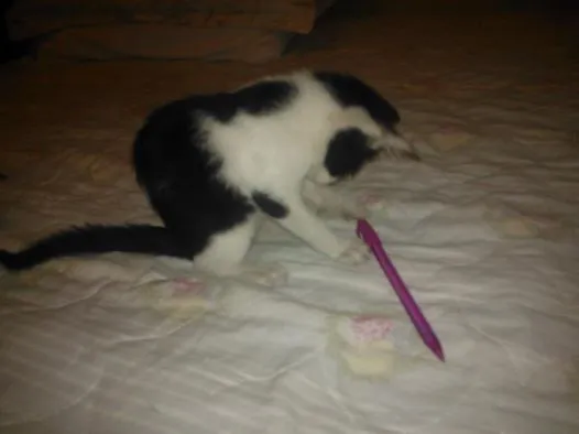 Gato ra a sem raça  idade Abaixo de 2 meses nome madruguinha