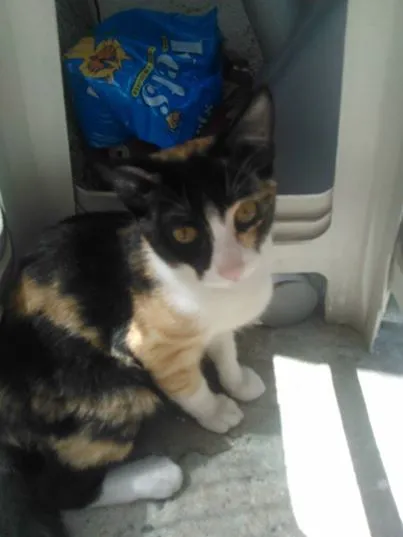 Gato ra a sem raça idade 2 a 6 meses nome lindinha