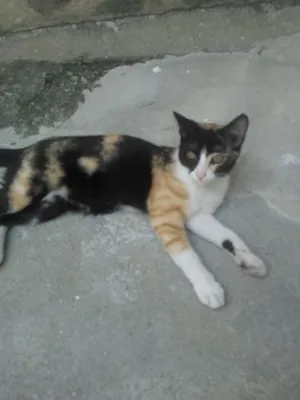 Gato raça sem raça idade 2 a 6 meses nome lindinha