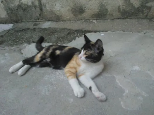 Gato ra a sem raça idade 2 a 6 meses nome lindinha