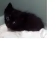 Oliver