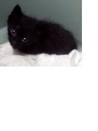 Gato ra a SRD idade Abaixo de 2 meses nome Oliver