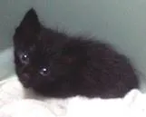 Gato ra a SRD idade Abaixo de 2 meses nome Oliver
