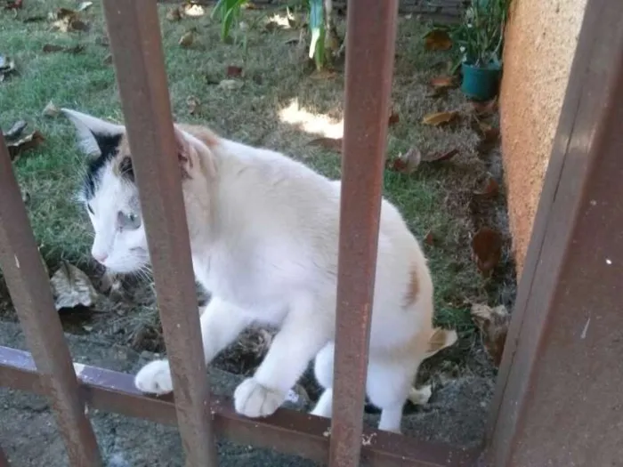 Gato ra a não sei idade 7 a 11 meses nome mel