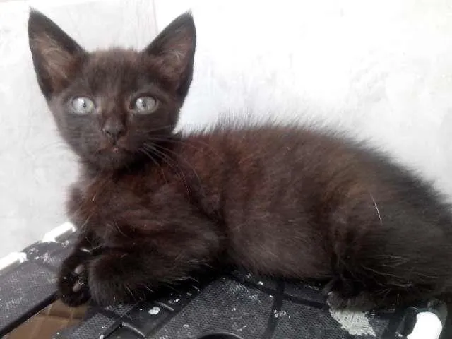 Gato ra a idade 2 a 6 meses nome Petinho