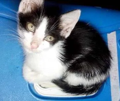 Gato ra a idade 2 a 6 meses nome Quico