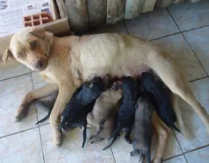 Cachorro raça SRD idade Abaixo de 2 meses nome Sem nome