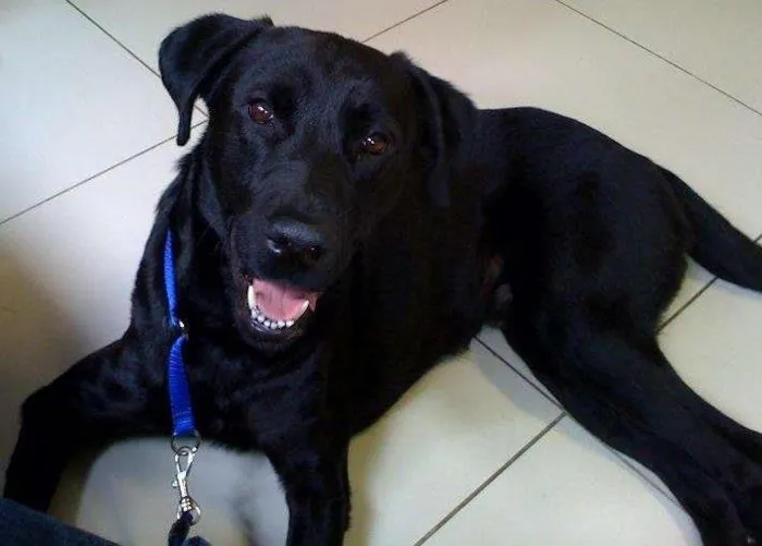 Cachorro ra a Labrador idade 7 a 11 meses nome Jake