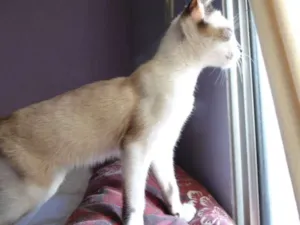 Gato raça SRD idade 2 a 6 meses nome Rodolfo