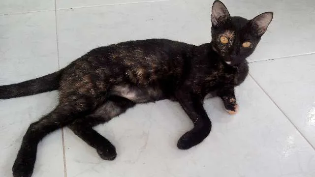 Gato ra a  idade 2 a 6 meses nome Mística (Mimi)