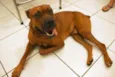 Scooby