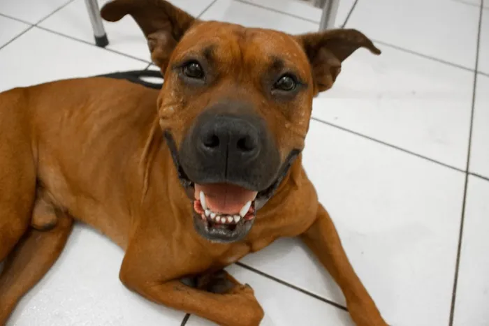 Cachorro ra a Boxer idade 3 anos nome Scooby