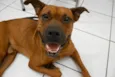 Scooby