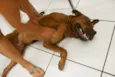 Scooby