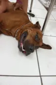 Scooby