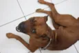 Scooby