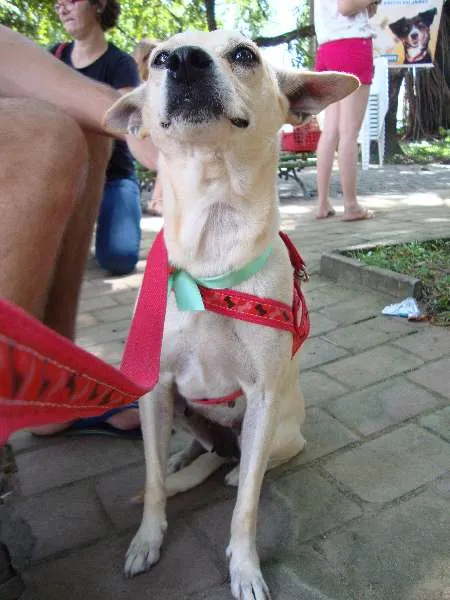 Cachorro ra a SRD idade 2 anos nome Lela
