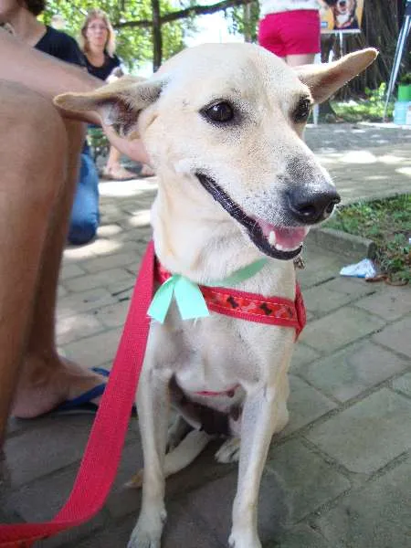 Cachorro ra a SRD idade 2 anos nome Lela