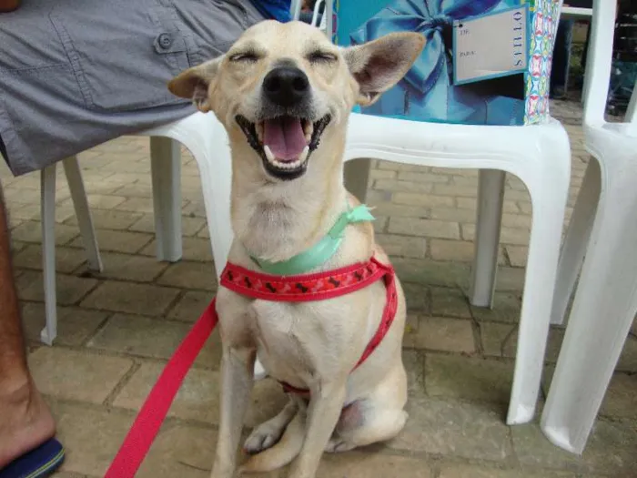 Cachorro ra a SRD idade 2 anos nome Lela