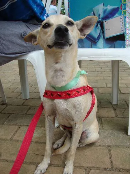 Cachorro ra a SRD idade 2 anos nome Lela