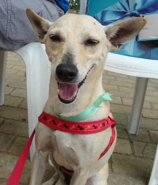 Cachorro ra a SRD idade 2 anos nome Lela