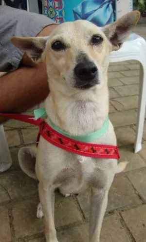 Cachorro raça SRD idade 2 anos nome Lela