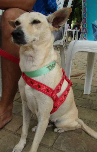 Cachorro ra a SRD idade 2 anos nome Lela