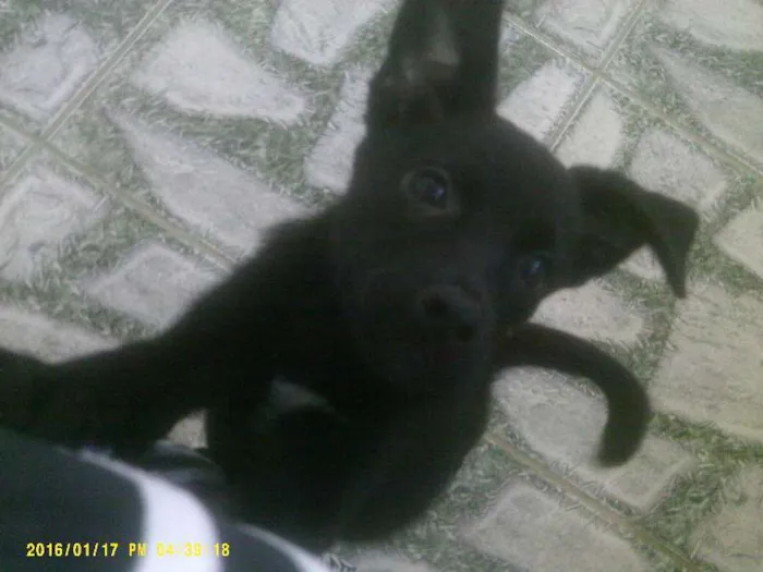 Cachorro raça Sem raça definida idade 2 a 6 meses nome Pretinha