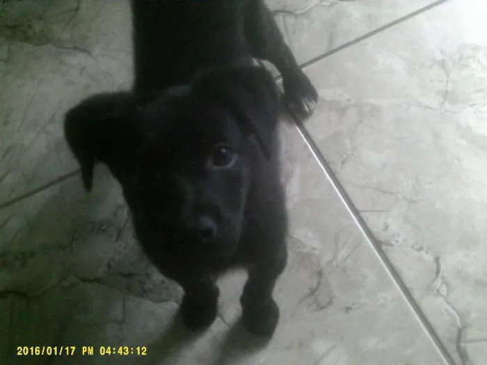 Cachorro raça Sem raça definida idade 2 a 6 meses nome Pretinha