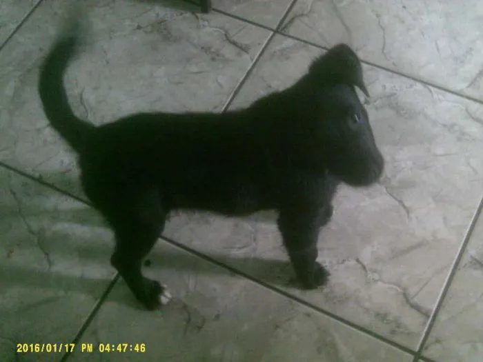 Cachorro raça Sem raça definida idade 2 a 6 meses nome Pretinha