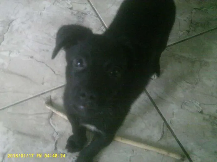 Cachorro raça Sem raça definida idade 2 a 6 meses nome Pretinha