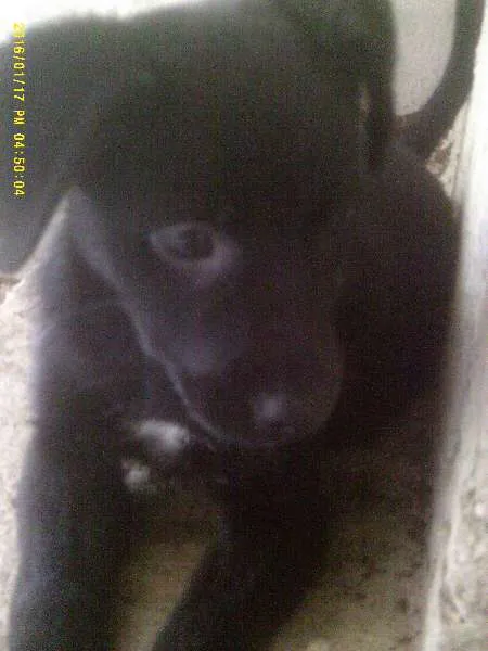 Cachorro raça Sem raça definida idade 2 a 6 meses nome Pretinha