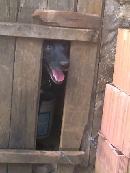 Cachorro ra a srd idade 4 anos nome toto