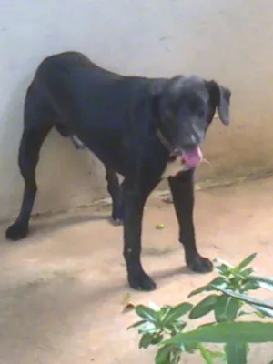 Cachorro raça srd idade 4 anos nome toto