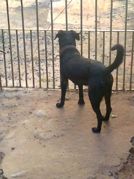 Cachorro ra a srd idade 4 anos nome toto