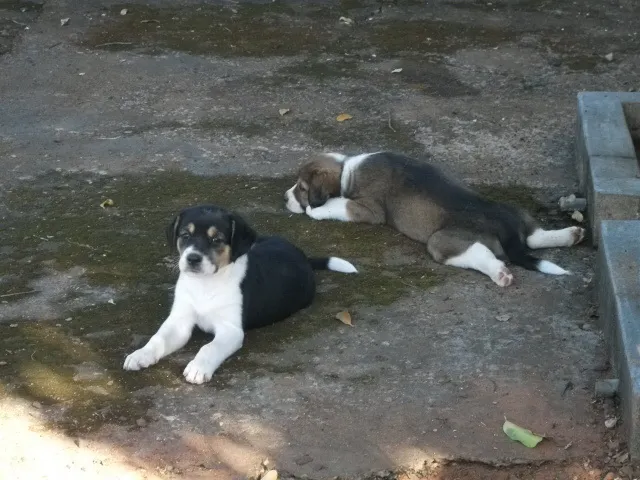 Cachorro ra a SRD idade Abaixo de 2 meses nome Nenhum