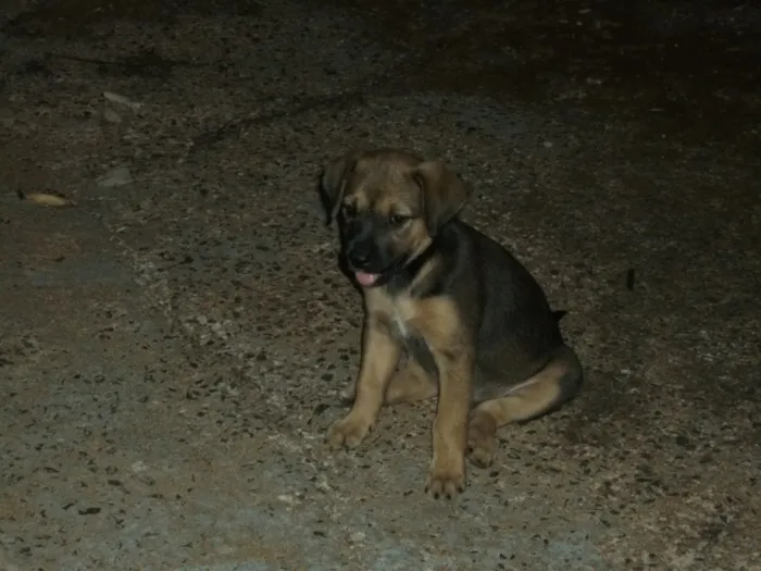 Cachorro ra a SRD idade Abaixo de 2 meses nome Nenhum