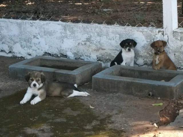 Cachorro ra a SRD idade Abaixo de 2 meses nome Nenhum