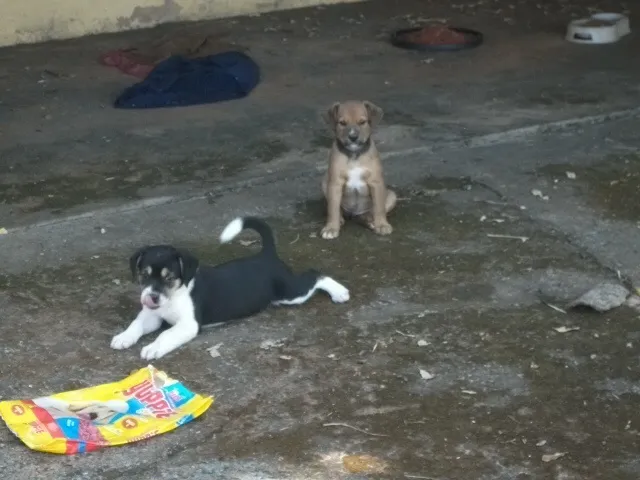 Cachorro ra a SRD idade Abaixo de 2 meses nome Nenhum