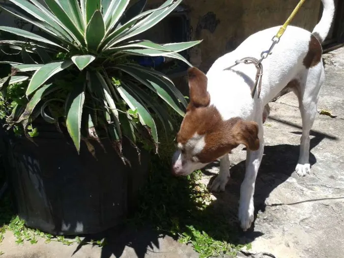 Cachorro raça SRD idade 1 ano nome Bahia