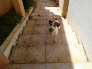 Cachorro raça SRD idade 1 ano nome Bahia