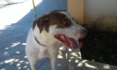 Cachorro raça SRD idade 1 ano nome Bahia