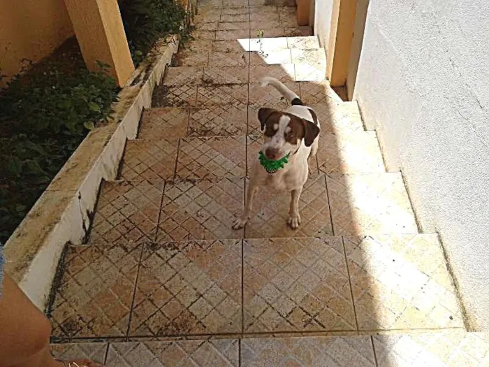 Cachorro raça SRD idade 1 ano nome Bahia