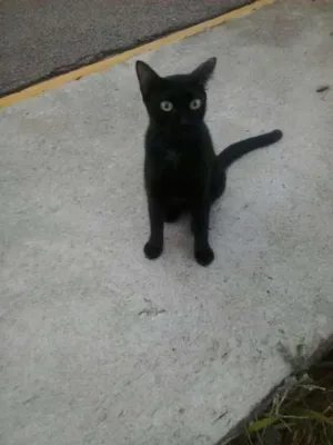 Gato raça SRD idade 1 ano nome Pretinha