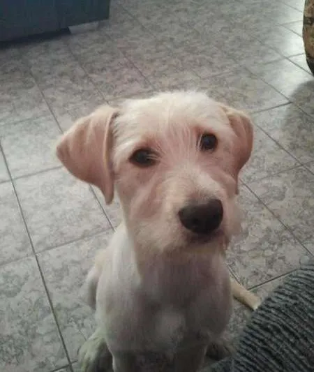 Cachorro ra a nao sei idade 1 ano nome thor