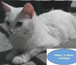 Gato ra a SRD idade 2 a 6 meses nome Ainda nao tem