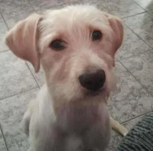 Cachorro raça nao sei idade 1 ano nome thor